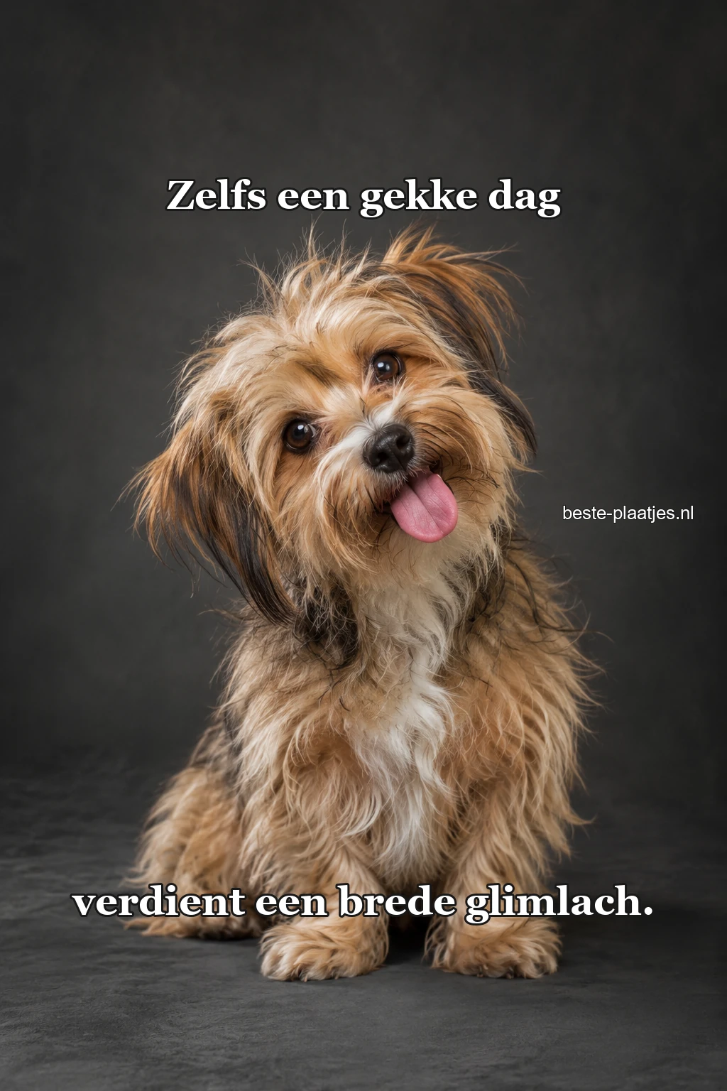 Een ruige kleine hond kijkt scheef met open bek.