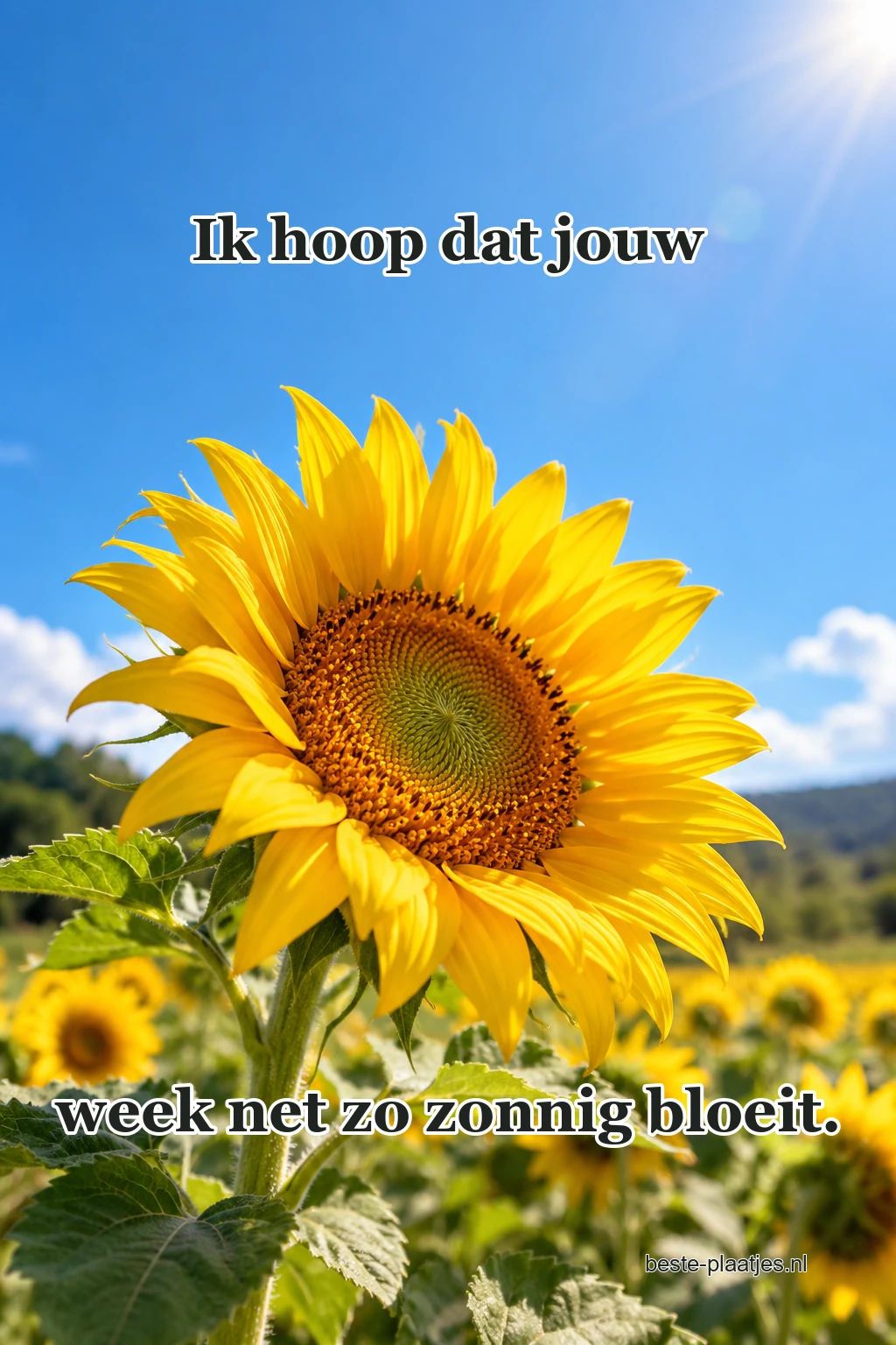 Een zonnebloem opent zich tegen een blauwe zomerlucht.