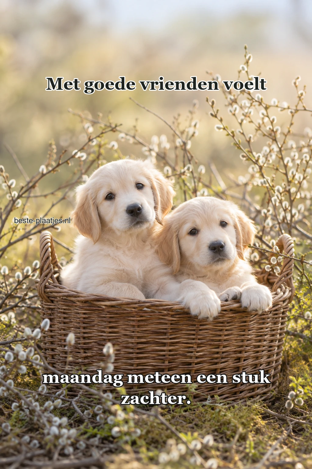 Twee jonge honden zitten samen in een rieten mand.