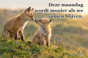 Twee jonge vossen raken elkaar voorzichtig met hun snuit aan.