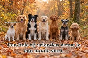 Zeven verschillende honden zitten samen op een bospad.
