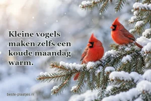 Twee rode kardinalen zitten op een besneeuwde sparrentak.