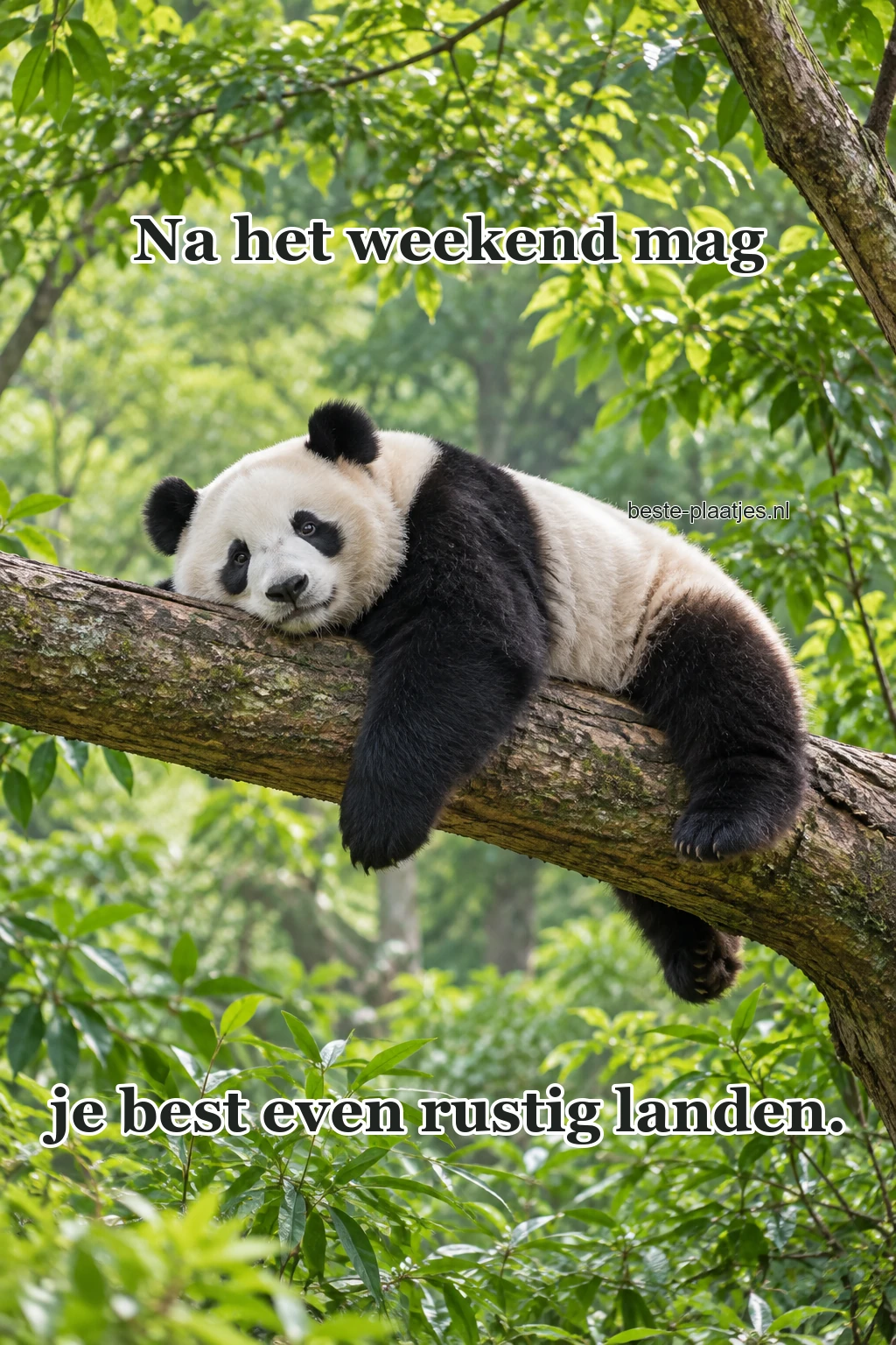 Een panda rust op een brede boomtak in het groen.