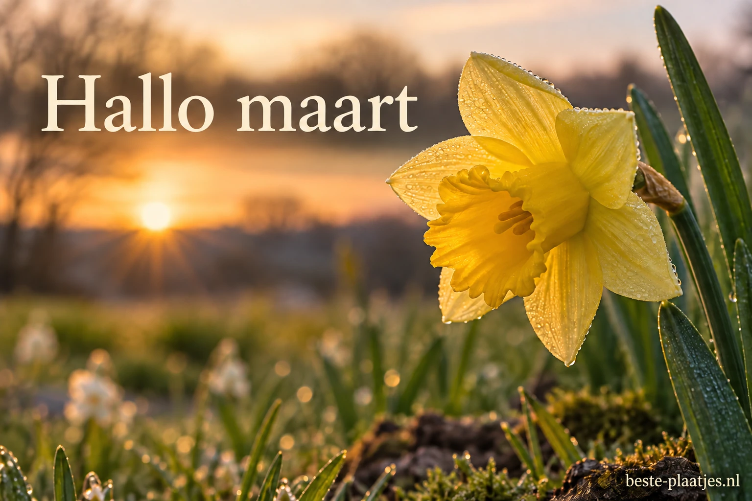 Een gele narcis bloeit in frisgroen gras.