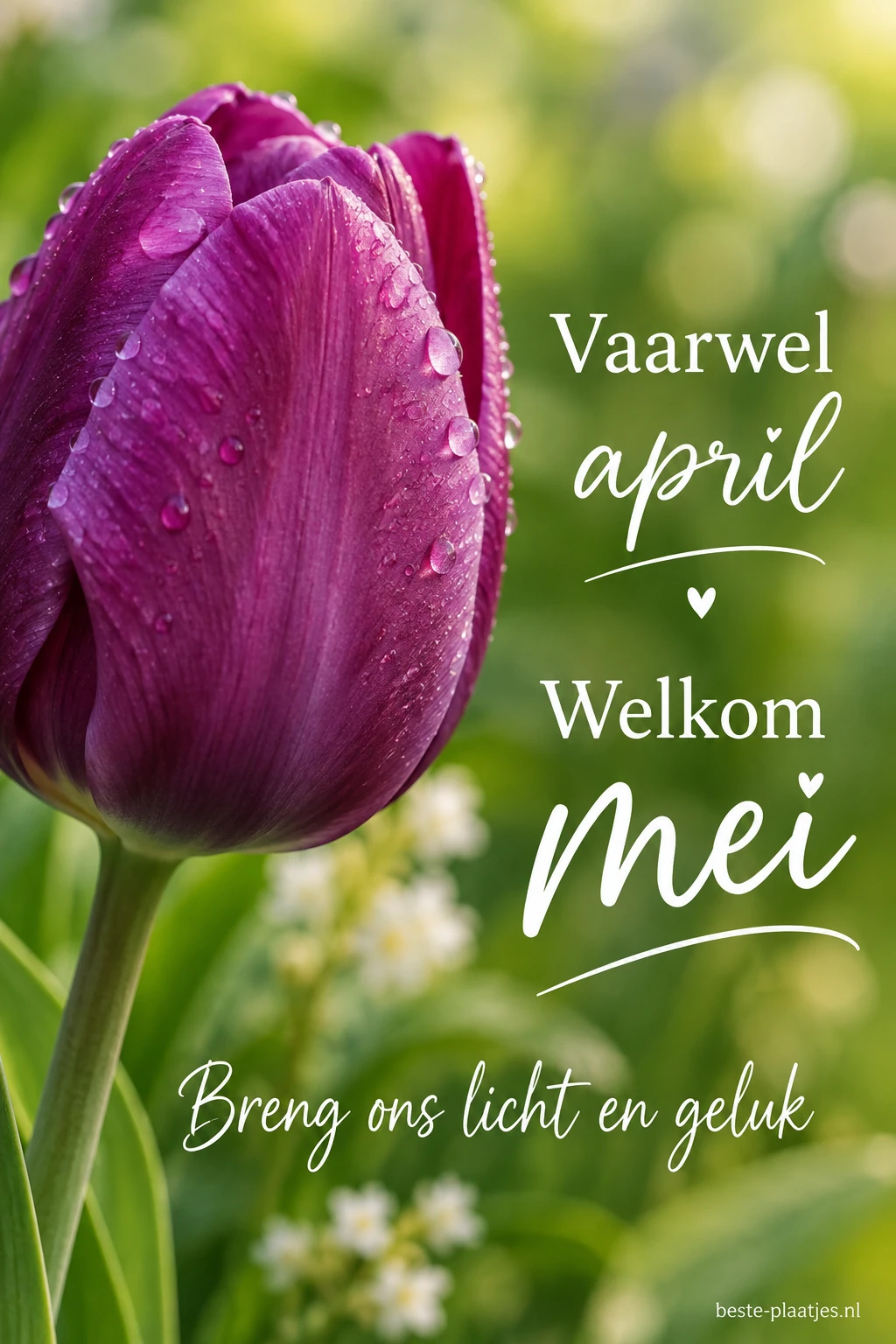 Een paarse tulp staat tegen een zachte groene achtergrond met lentelicht.