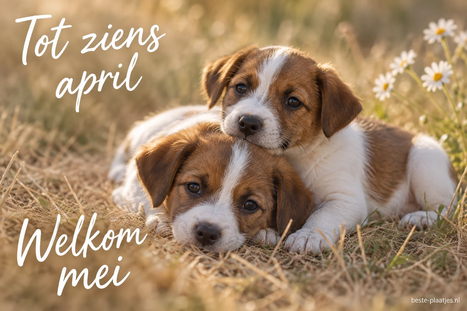 Twee bruine en witte puppy's liggen dicht bij elkaar in het gras.