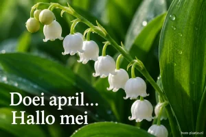Witte meiklokjes hangen tussen donkergroene bladeren met regendruppels.