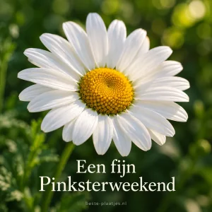 Een enkele witte margriet bloeit tegen een zachtgroene achtergrond.