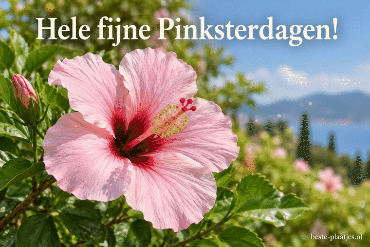 Een lichtroze hibiscus bloeit tussen groene bladeren.