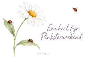 Een getekende margriet en drie lieveheersbeestjes staan op wit papier.