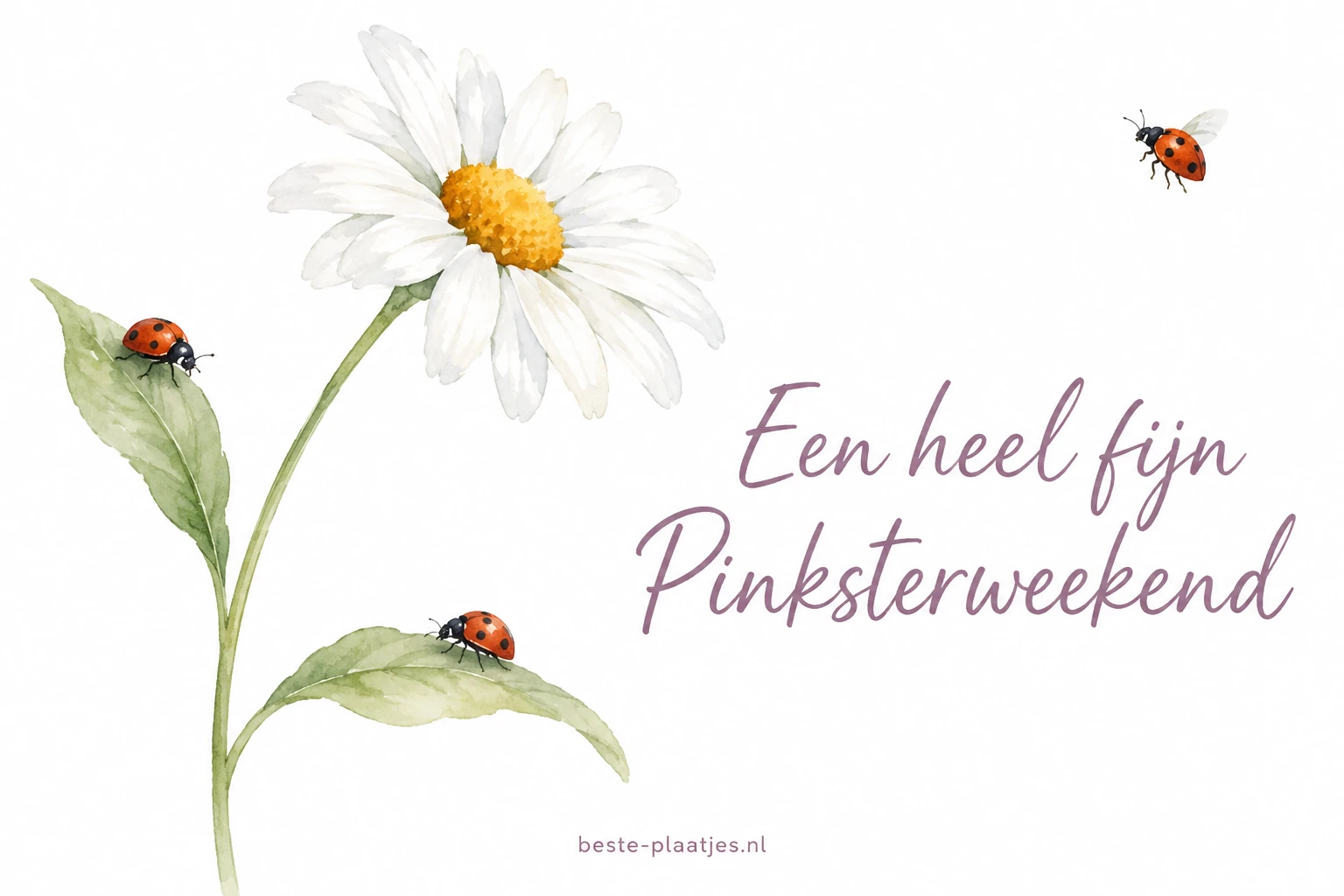 Een getekende margriet en drie lieveheersbeestjes staan op wit papier. Een getekende margriet en drie lieveheersbeestjes staan op wit papier.