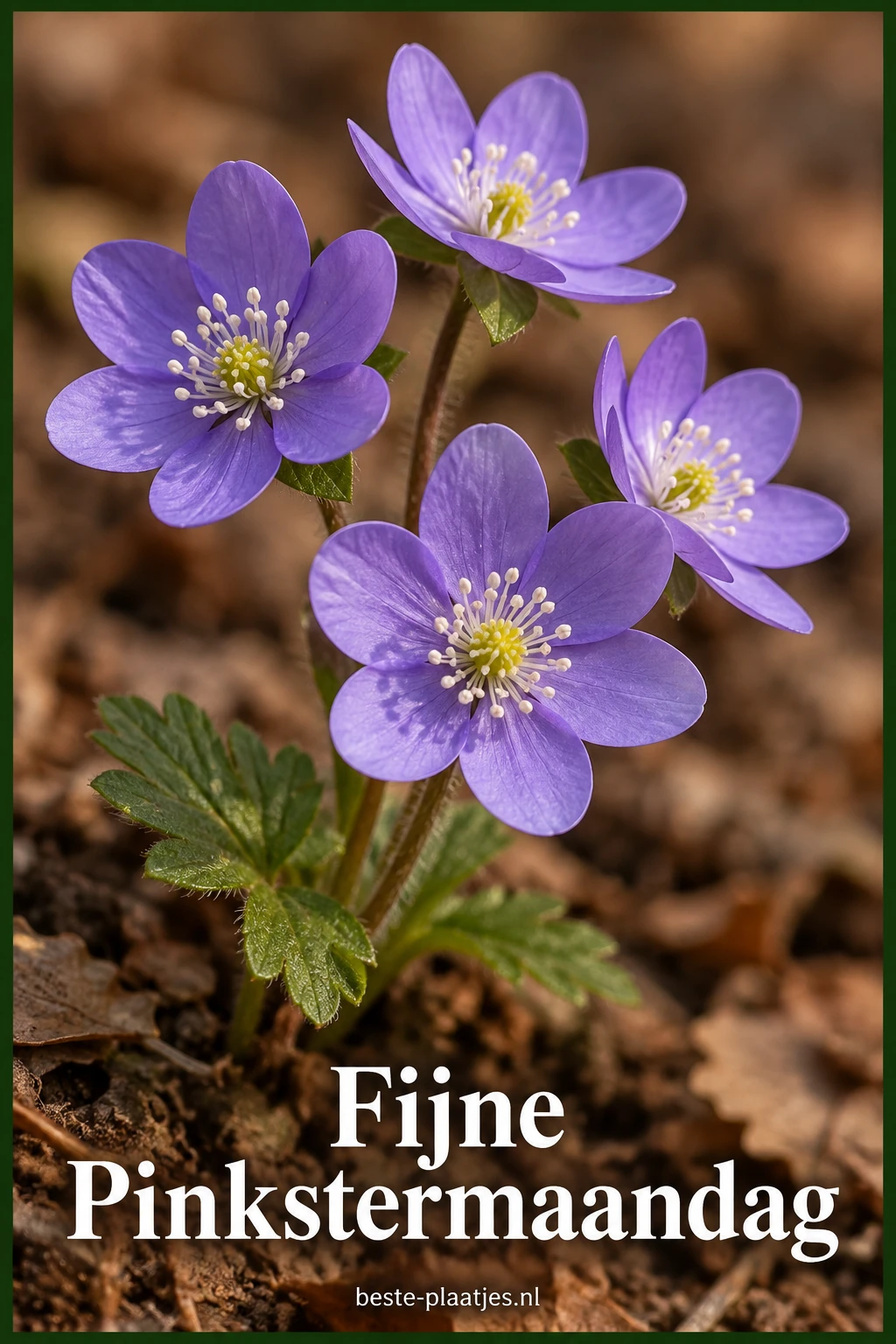 Vier paarse voorjaarsbloemen bloeien boven de bosgrond. Vier paarse voorjaarsbloemen bloeien boven de bosgrond.