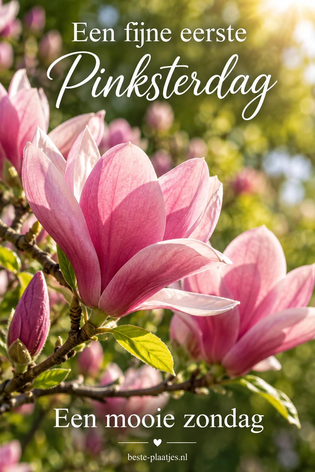 Roze magnolia's bloeien in de warme voorjaarszon. Roze magnolia's bloeien in de warme voorjaarszon.
