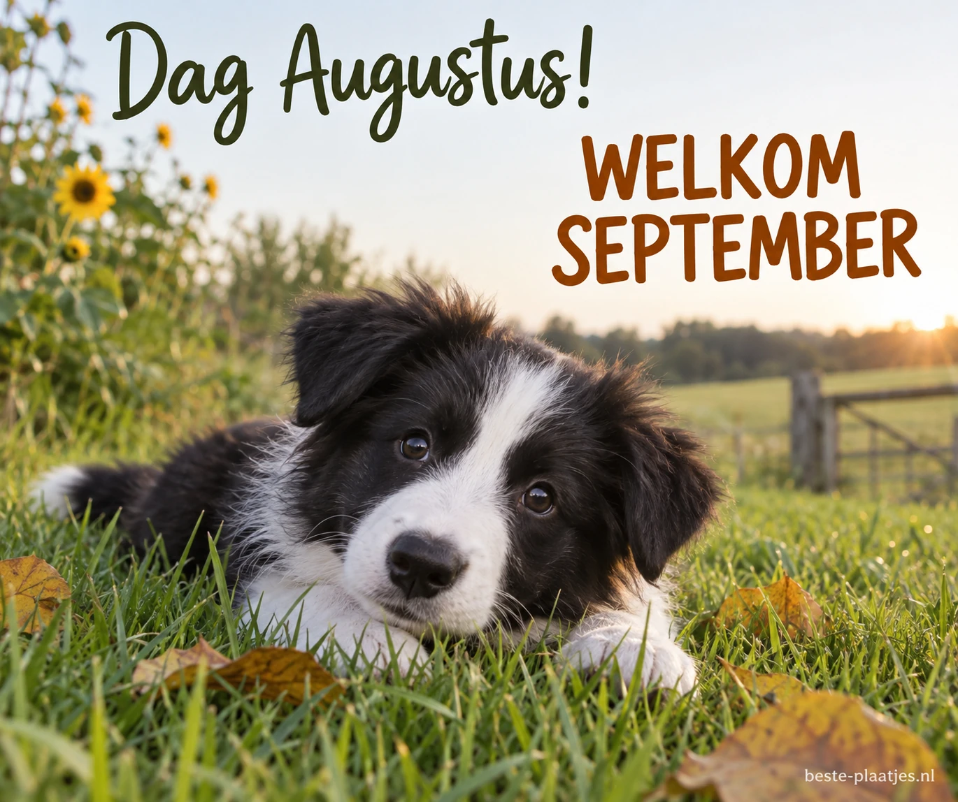 Een zwart-witte jonge hond ligt in groen gras. Een zwart-witte jonge hond ligt in groen gras.