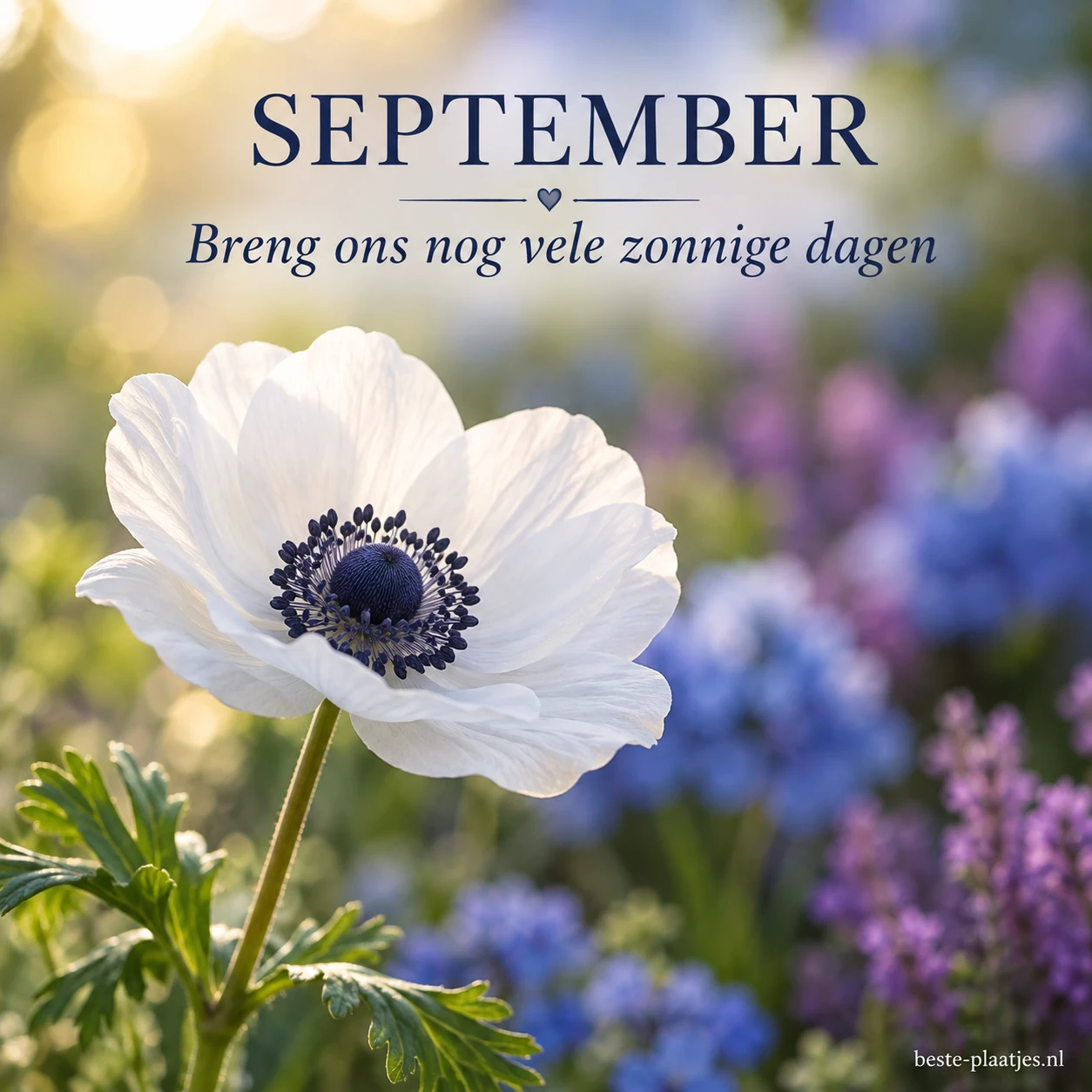 Een witte anemoon bloeit tegen een blauwe en paarse tuinachtergrond. Een witte anemoon bloeit tegen een blauwe en paarse tuinachtergrond.