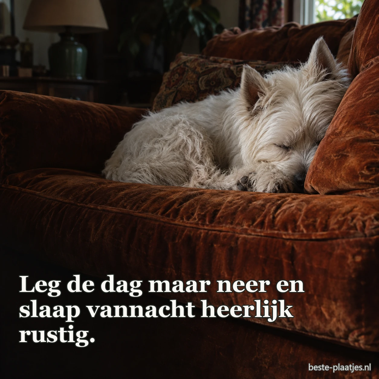 Een witte terriër slaapt op een roestkleurig bankkussen.