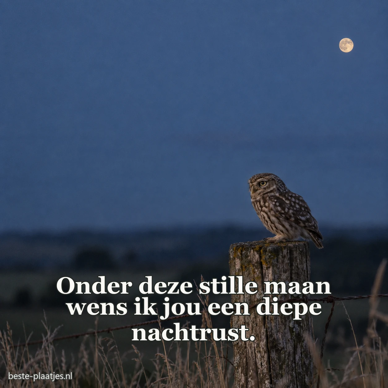Een uil rust op een oude weidepaal onder de maan.