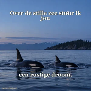 Twee orka's zwemmen door een kalme zee in de schemer.