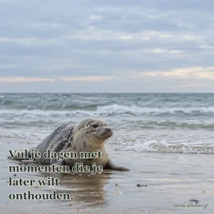 Een jonge zeehond rust op nat zand aan een rustige kust.