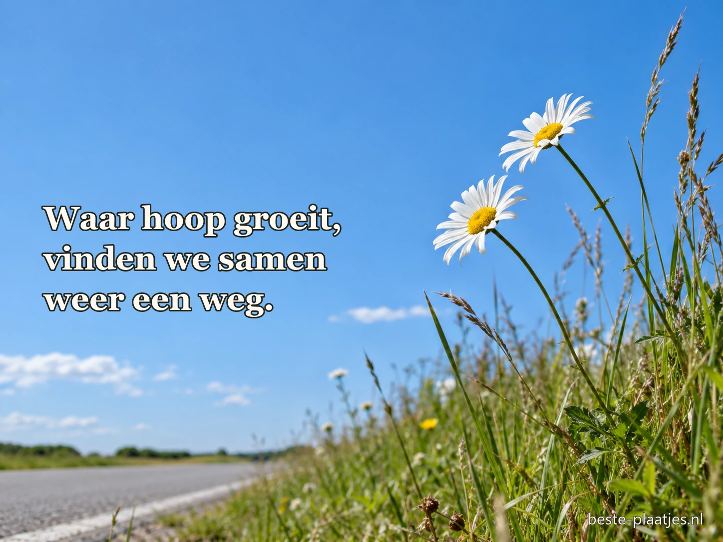 Twee madeliefjes staan in een zonnige berm.