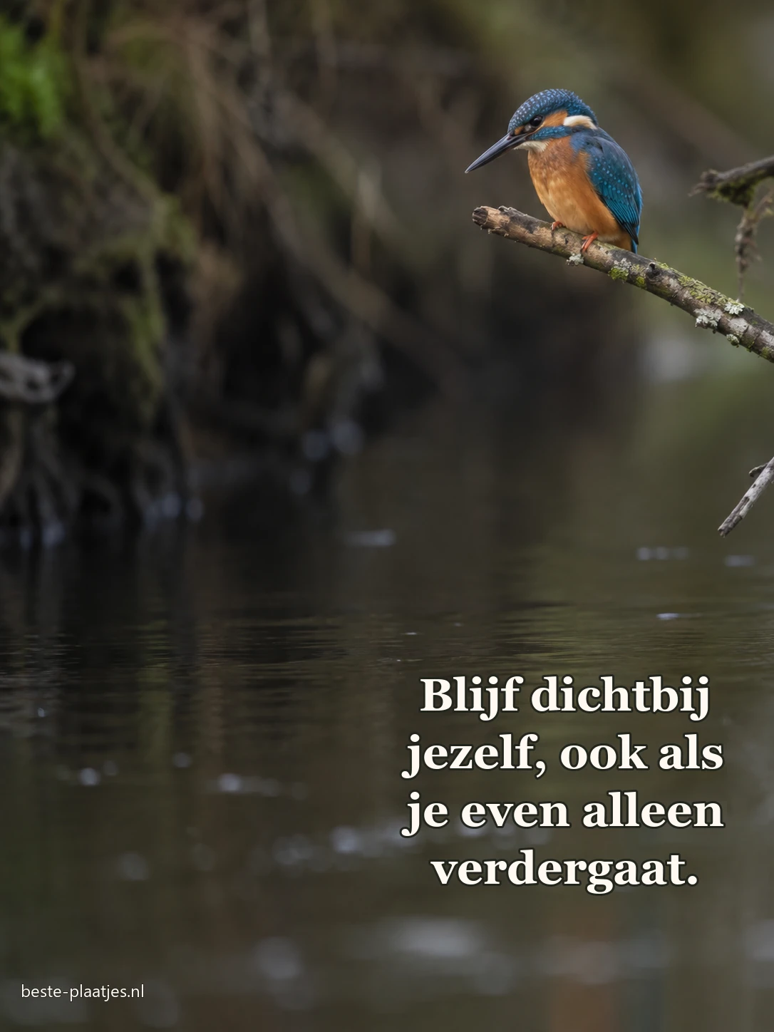 Een ijsvogel zit op een dunne tak boven stil water.