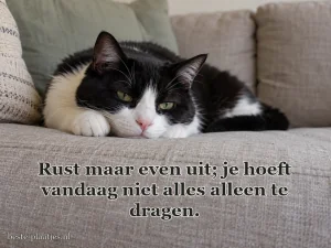 Een zwart-witte kat rust op een lichte linnen bank.