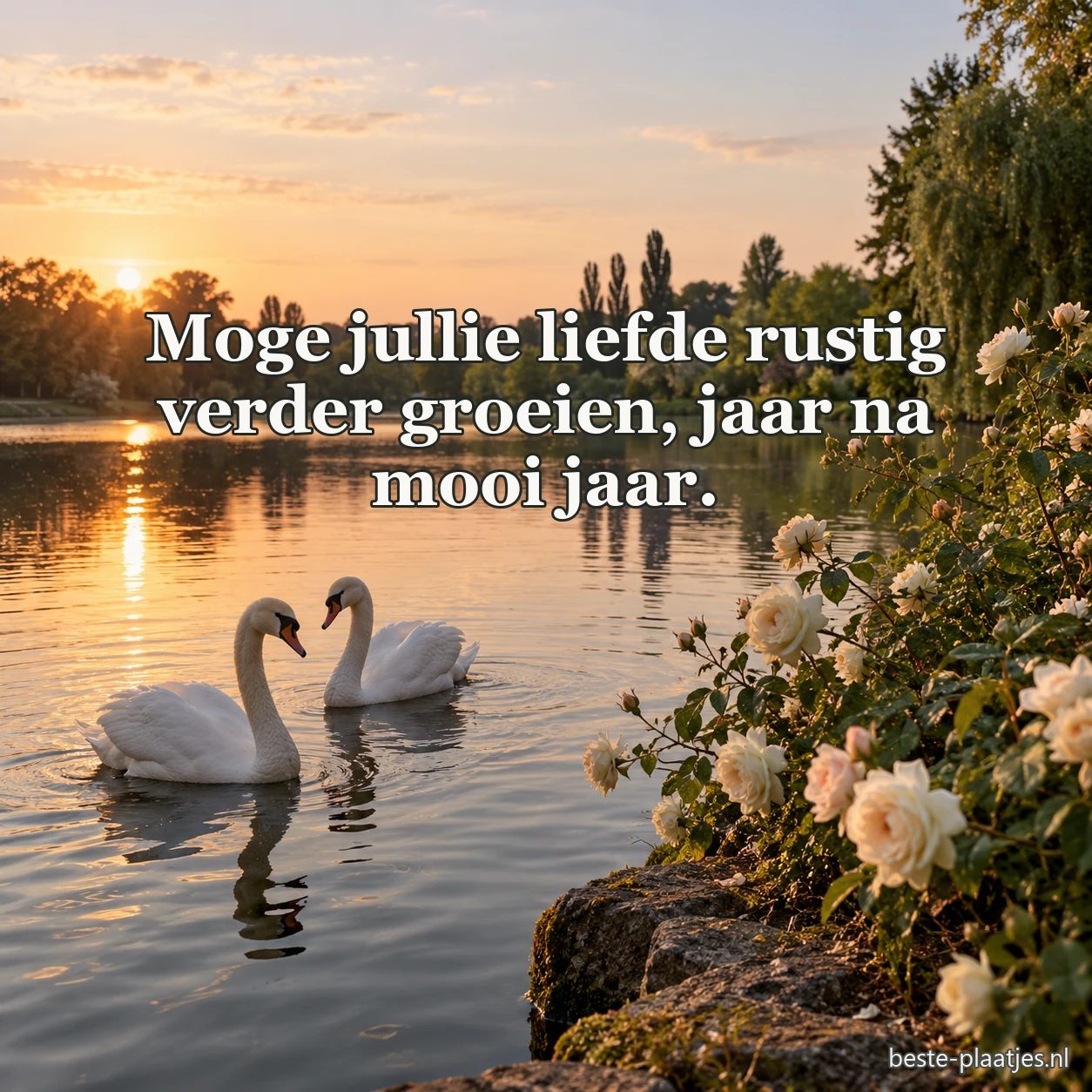 Twee witte zwanen zwemmen samen op een rustige vijver.