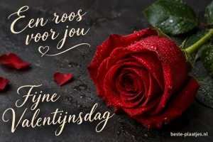 Een rode roos met dauwdruppels ligt op donkere leisteen.