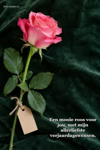 Een roze roos hangt tegen donkergroen fluweel met een cadeaukaartje.