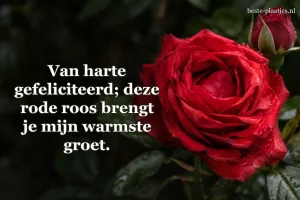 Een volle rode roos en een knop staan tegen een donkere achtergrond.