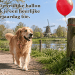 Een hond met roze strik loopt langs een rode ballon in het park.