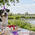 Een vrolijke terriër met feesthoed zit bij een picknicktafel.