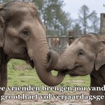 Twee olifanten raken elkaars slurf aan bij een natuurreservaat.