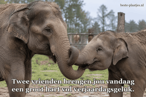 Twee olifanten raken elkaars slurf aan bij een natuurreservaat.
