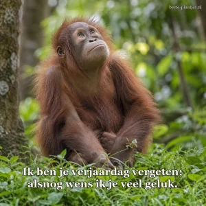 Een jonge orang-oetan kijkt peinzend omhoog tussen groene planten.