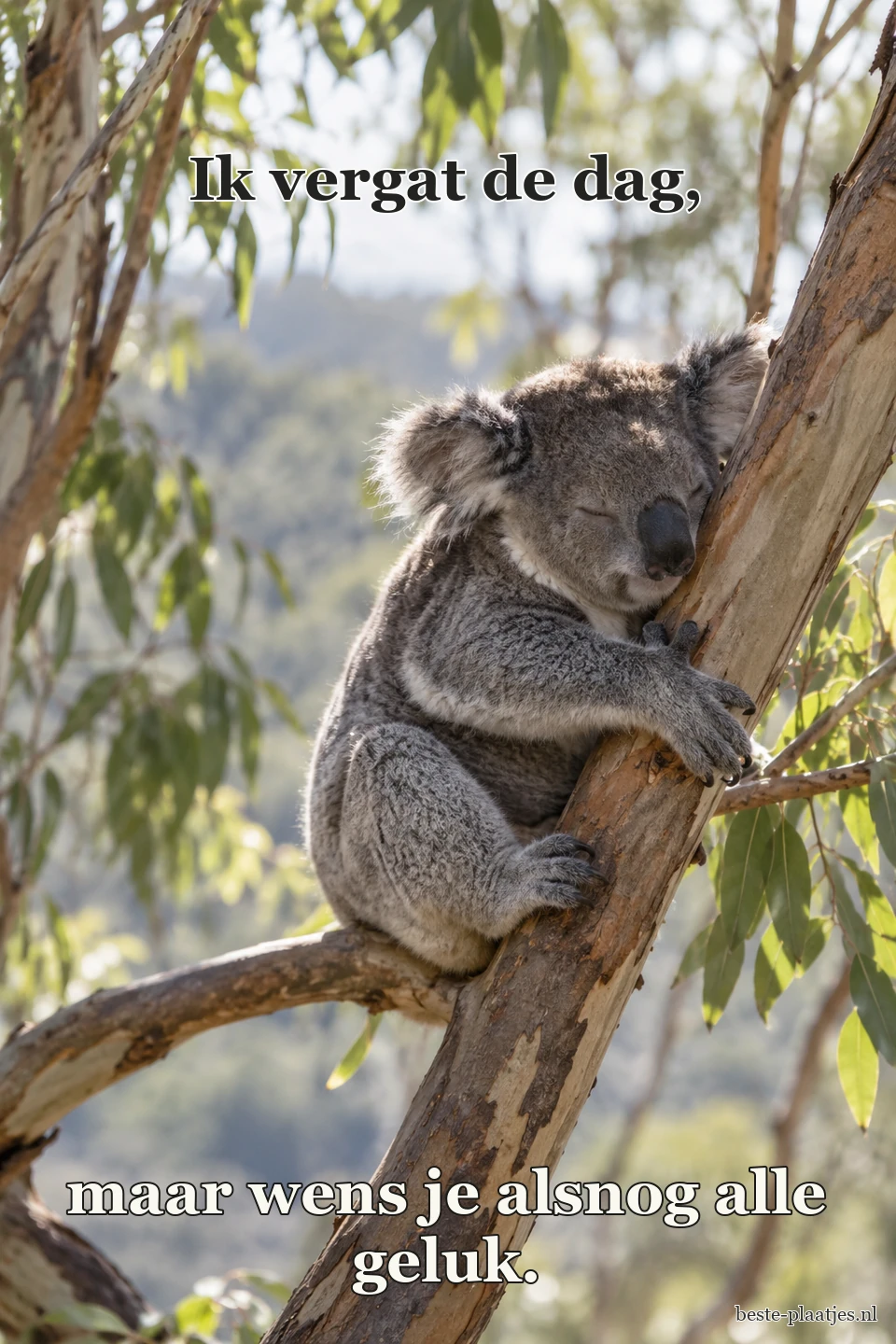 Een slaperige koala hangt aan een eucalyptusboom in het ochtendlicht.