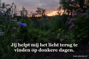 Een kleine blauwe korenbloem bloeit in een tuin bij schemering.