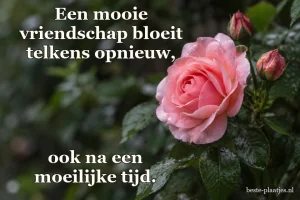 Een roze tuinroos en twee knoppen hangen tussen donkere bladeren.