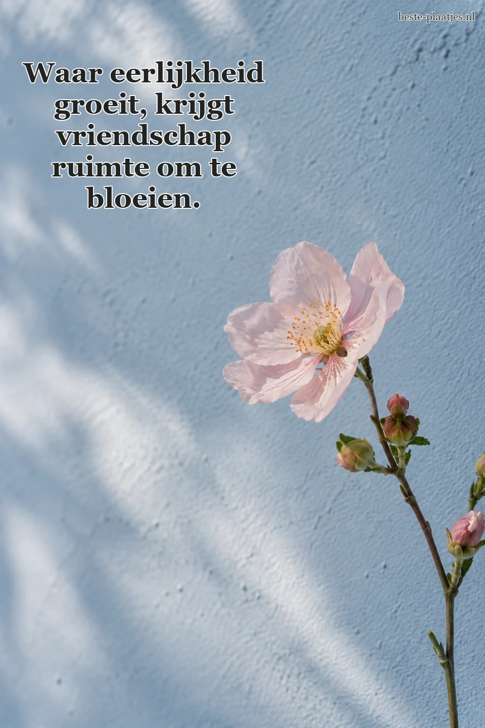 Een lichtroze bloesem staat voor een zachtblauwe muur.