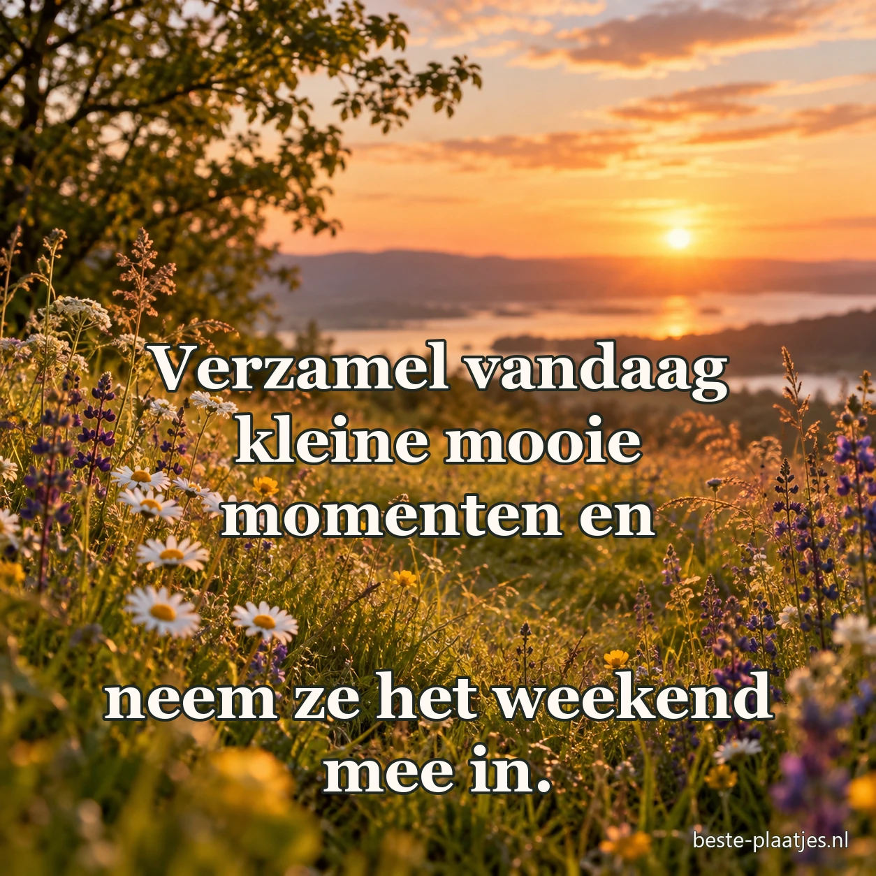 Wilde bloemen groeien in een zacht verlichte weide bij avondlicht.