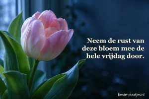 Lichte bloesem hangt boven een rustig meer in de vroege ochtend.