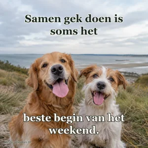 Twee honden zitten samen bij de kust onder een bewolkte hemel.