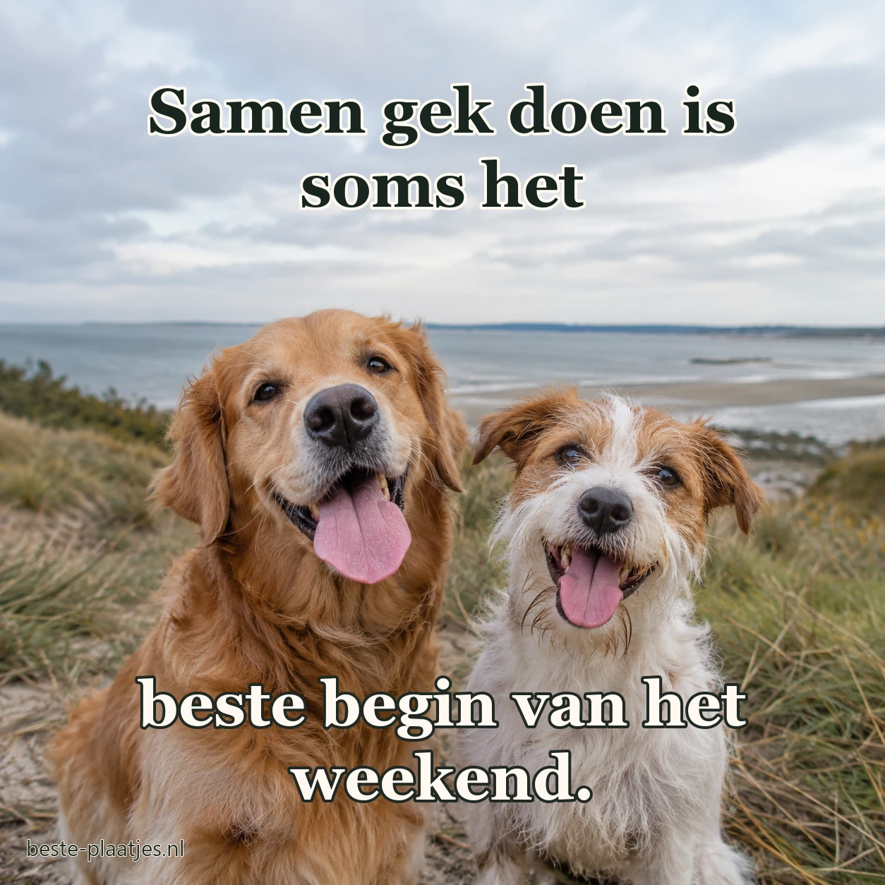 Twee honden zitten samen bij de kust onder een bewolkte hemel.