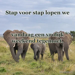 Drie olifanten lopen met hun jong door het savannegras.
