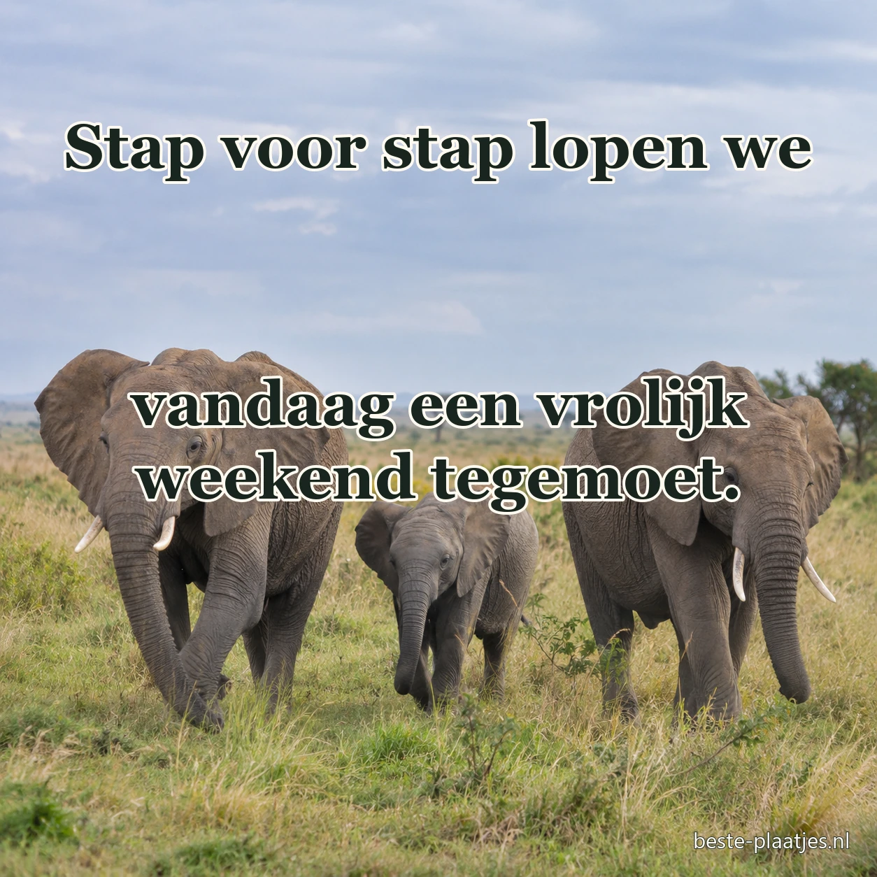 Drie olifanten lopen met hun jong door het savannegras.