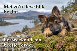 Een herdershondpup kijkt nieuwsgierig over een houten hek.
