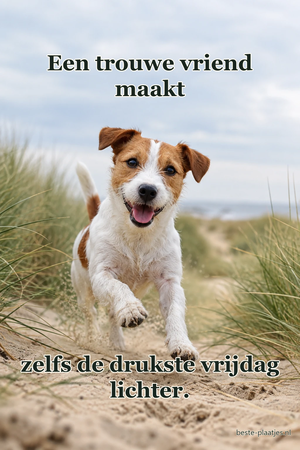 Een kleine hond rent vrolijk over een zandpad aan zee.