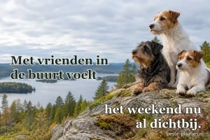 Drie honden zitten samen op een rots boven een groot meer.