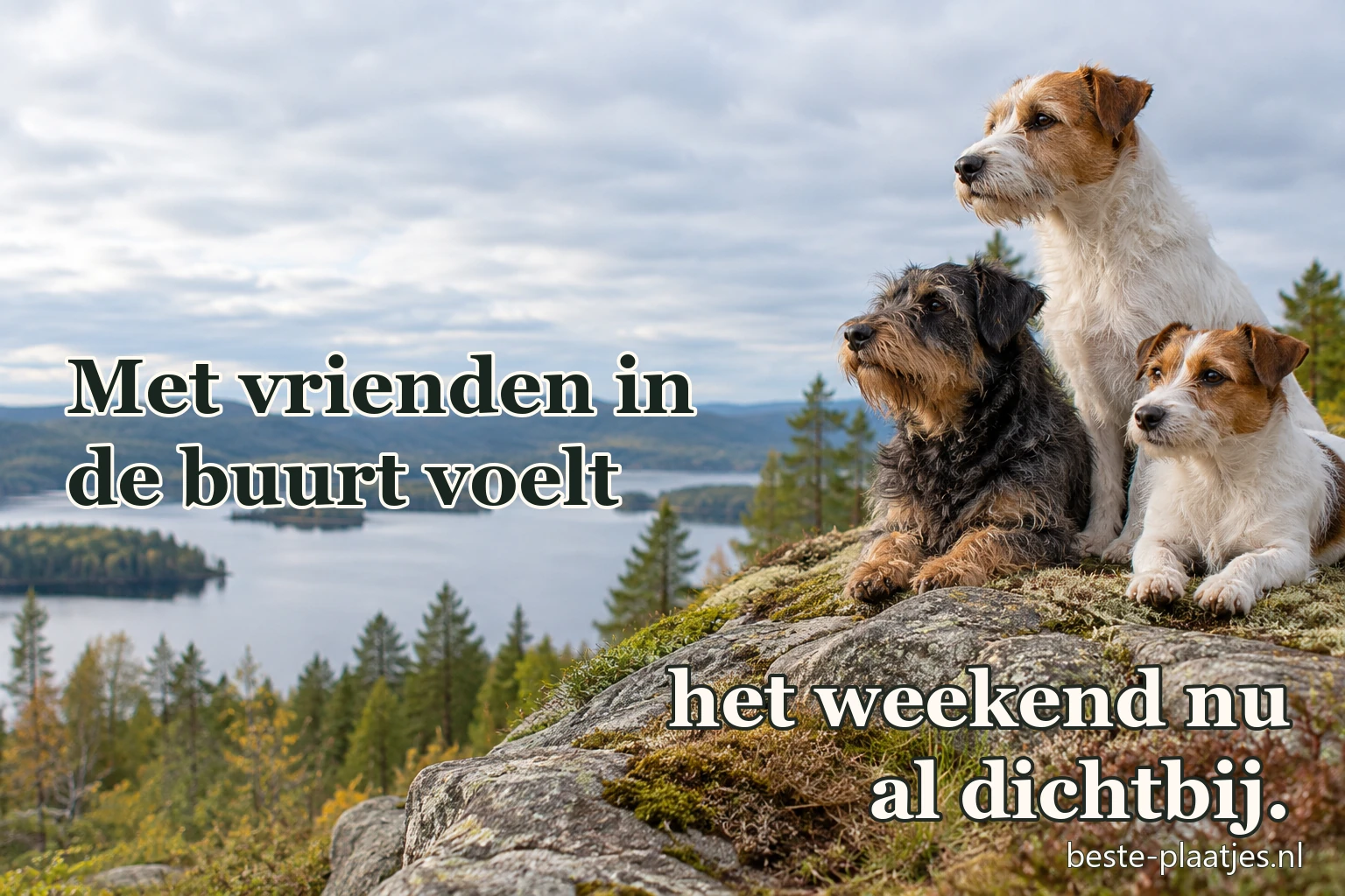 Drie honden zitten samen op een rots boven een groot meer.