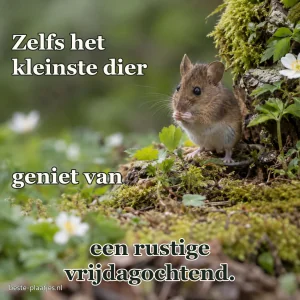 Een veldmuis verschuilt zich tussen kleine wilde bloemen.